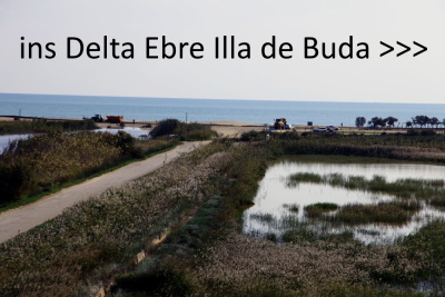 Link Delta-Ebre-Budda